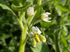 Solanum physalifolium nitidibaccatum