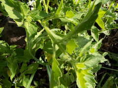Solanum physalifolium nitidibaccatum