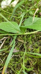 Veronica officinalis