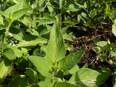 Solanum physalifolium nitidibaccatum