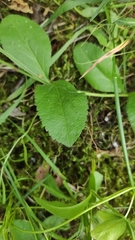 Veronica officinalis