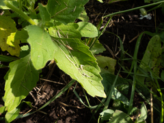 Solanum physalifolium nitidibaccatum