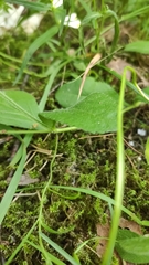 Veronica officinalis