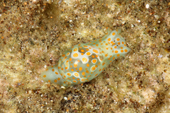 Lamprohaminoea cymbalum