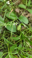 Veronica officinalis