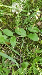 Veronica officinalis