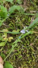 Veronica officinalis