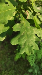 Quercus robur