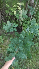 Quercus robur