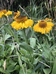 Helenium bolanderi