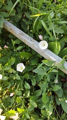 Convolvulus arvensis