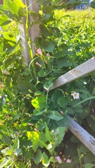Convolvulus arvensis
