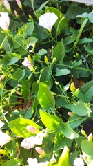 Convolvulus arvensis