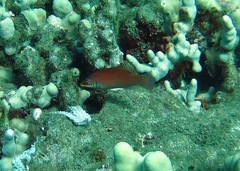 Pseudocheilinus evanidus