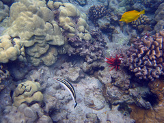 Coris flavovittata