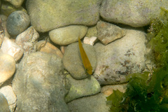 Spondyliosoma cantharus