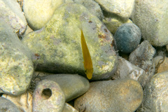 Spondyliosoma cantharus