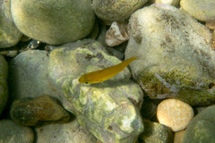 Spondyliosoma cantharus