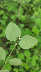 Symphoricarpos albus