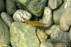 Spondyliosoma cantharus