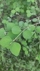 Symphoricarpos albus
