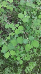 Symphoricarpos albus