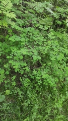 Symphoricarpos albus