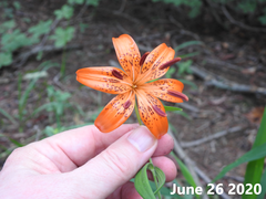 Lilium distichum