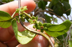 Matelea rhamnifolia