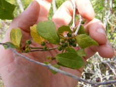 Matelea rhamnifolia