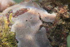 Lissoclinum perforatum