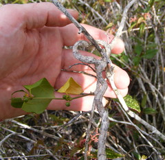 Matelea rhamnifolia