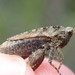 Common Groundhopper - Photo (c) Julien Preud'homme, some rights reserved (CC BY-NC), uploaded by Julien Preud'homme