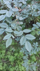 Rosa glauca