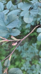 Rosa glauca