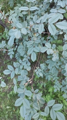 Rosa glauca