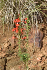 Ipomopsis rubra