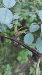 Rosa glauca