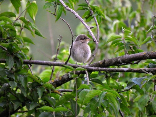 Alcaudón dorsirrojo (Lanius collurio)