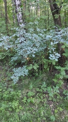 Rosa glauca