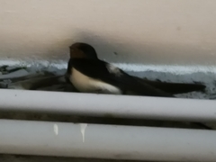 Hirundo rustica