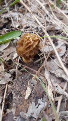 Morchellaceae