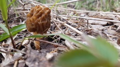 Morchellaceae