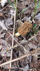 Morchellaceae