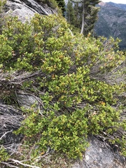 Chrysolepis sempervirens