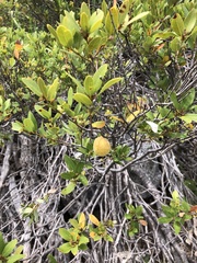 Chrysolepis sempervirens