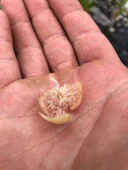 Chrysolepis sempervirens