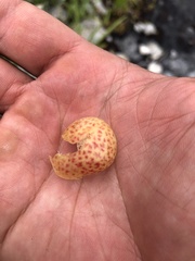 Chrysolepis sempervirens