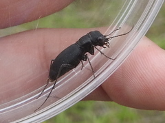 Dromochorus belfragei