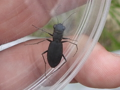 Dromochorus belfragei